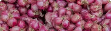 Shallots